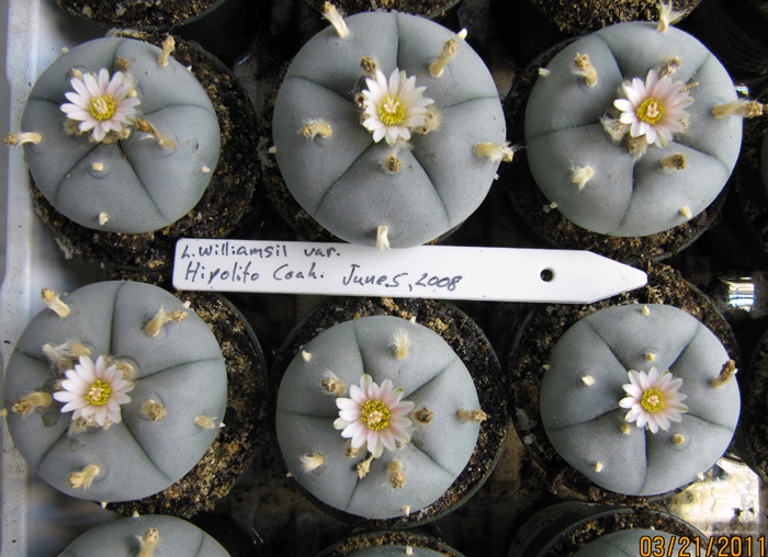 Lophophora Williamsii var. Hipolito in flower